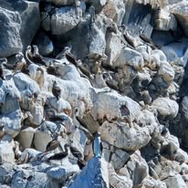 Aves sobre rocas en la costa